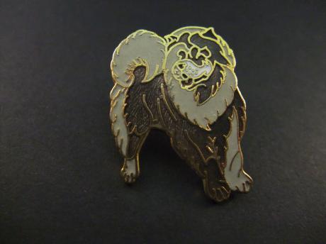 Chowchow Aziatische- en keeshond rashond,( huis- en waakhond)bruin